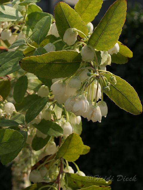 Zenobia pulverulenta.JPG